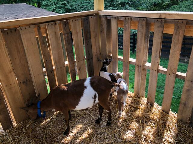 *Winter*Romantic Farmhouse Retreat*FarmStay*