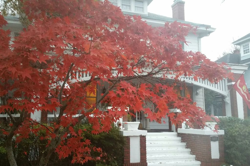 Red Maple tree in fall