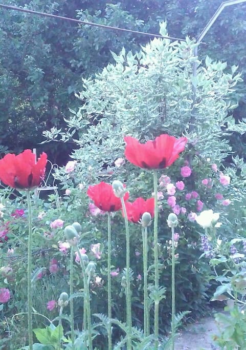 Les pavots sont en sortie