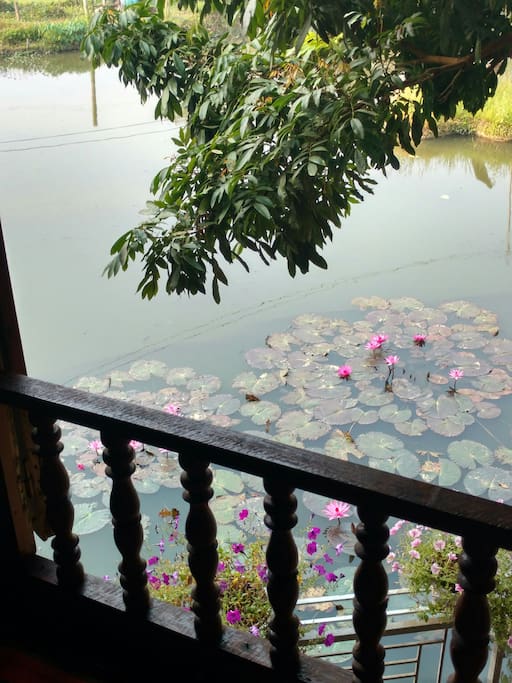 The waterlily pond.