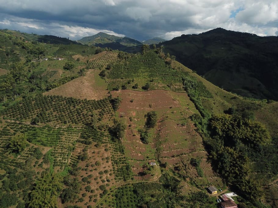 Cultivó de café variedad Castilla (75.000 matas) y platano variedad arton dominico ( 2.000 matas)