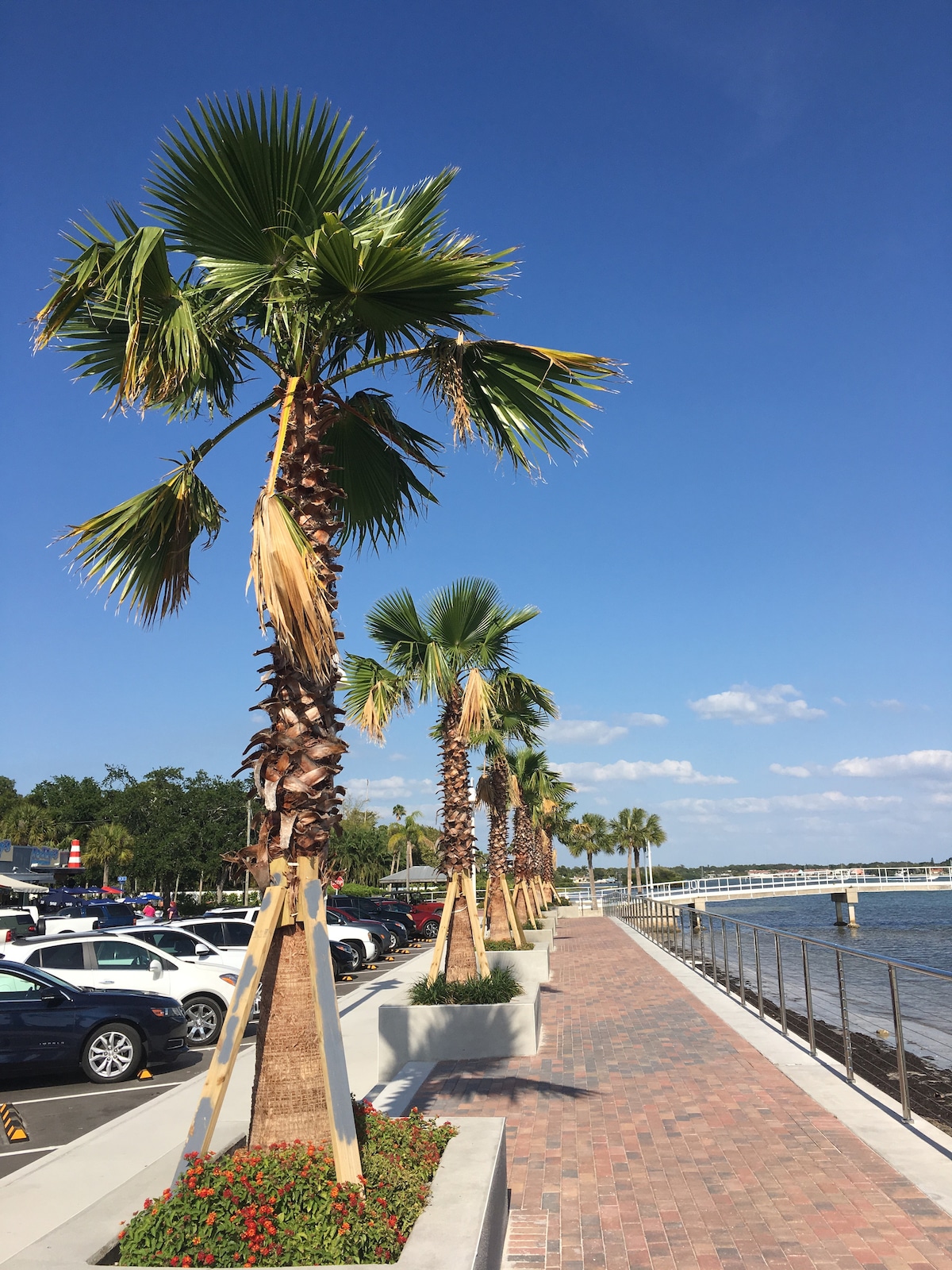 A waterfront pathway is lined with palm trees swaying gently in the breeze. Colorful flowers are planted along the edge of the walkway, while a calm waterway reflects the clear blue sky. Parked cars are visible in the background, adding to the lively atmosphere.
