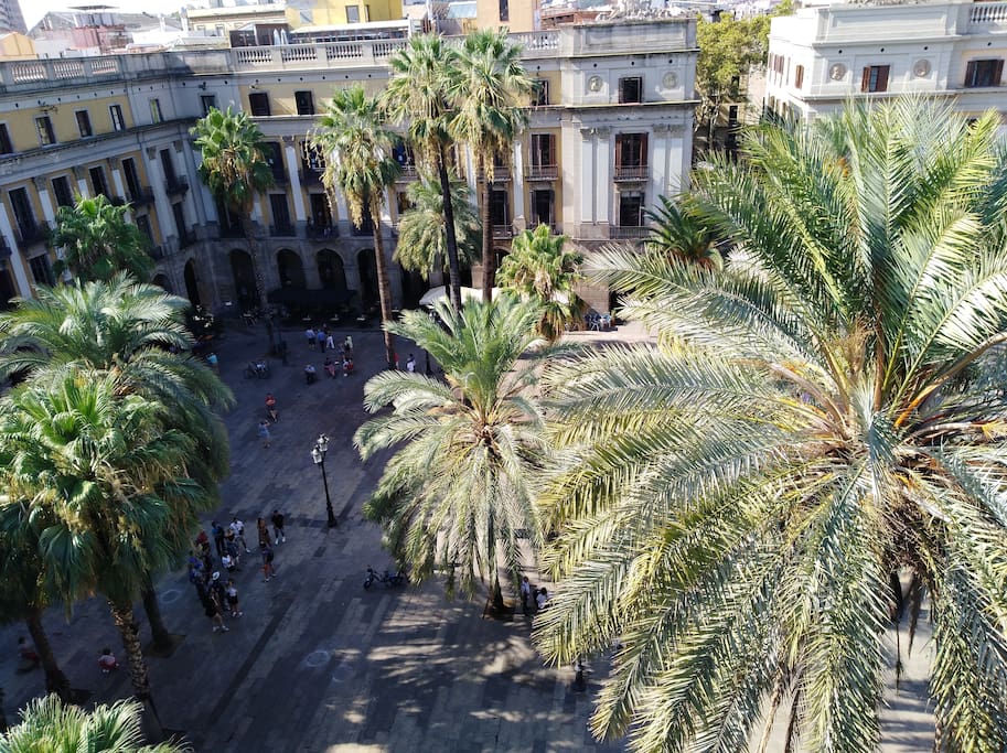 Palms