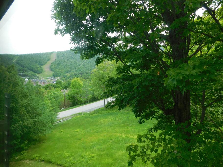 Tree top location