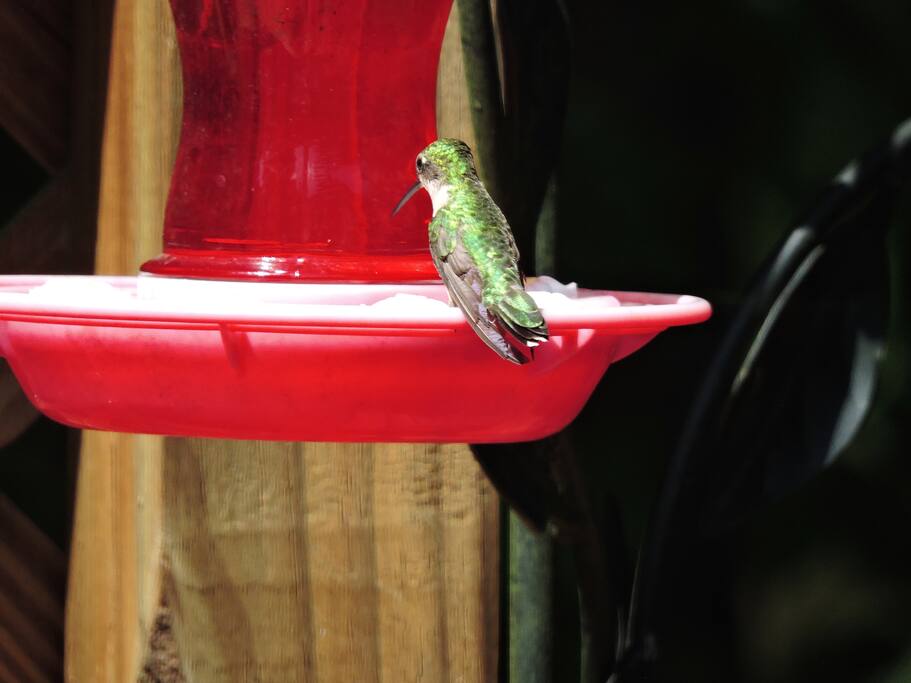 Hummingbird
haven on our back porch