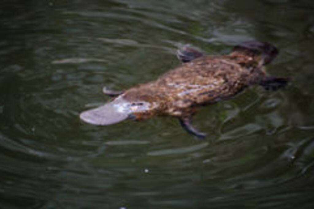 Elusive Platypus are seen regularly