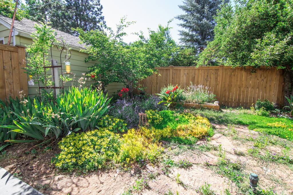 back yard