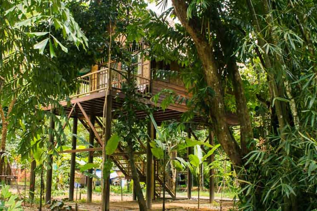 Single-Storey Treehouse