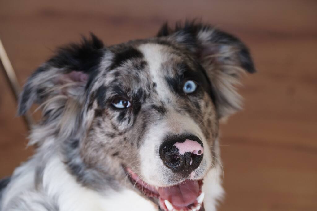 Ace unser Kinderbetreuer