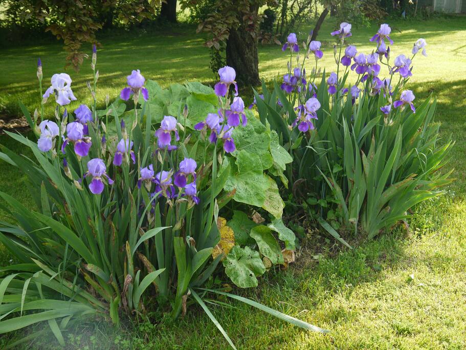 le jardin