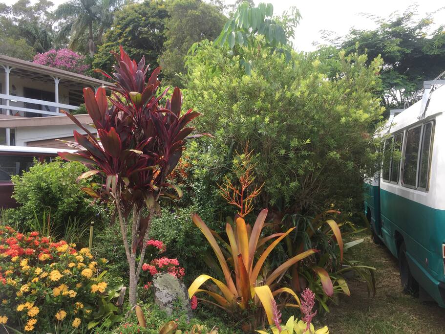 garden