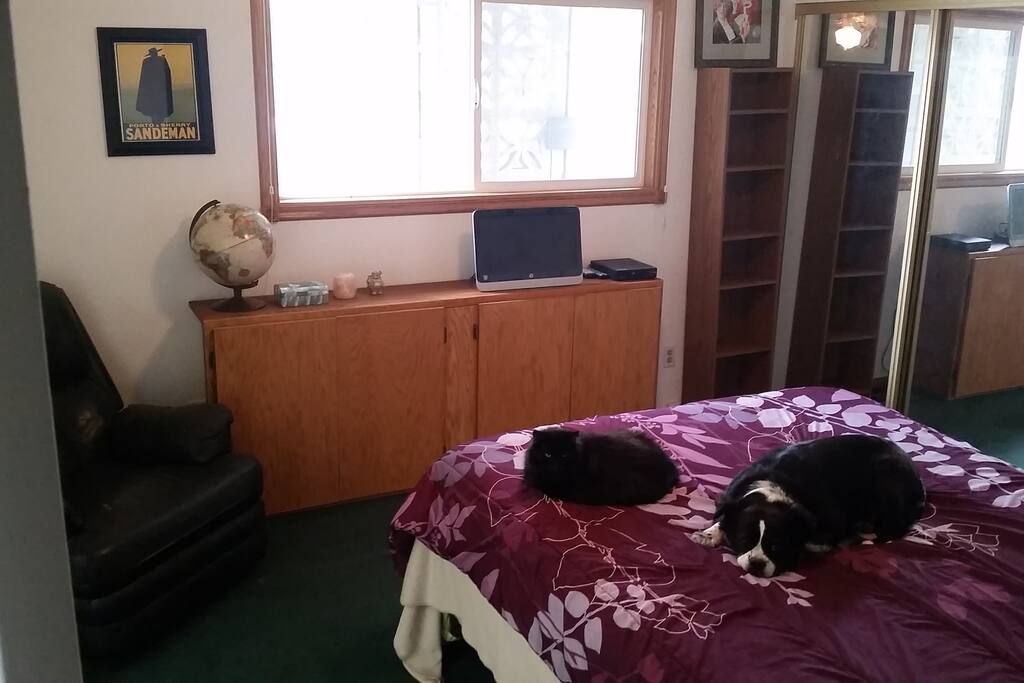 They are also there to remind anyone with pet allergy's, that this might not be the best AirBnB for you.