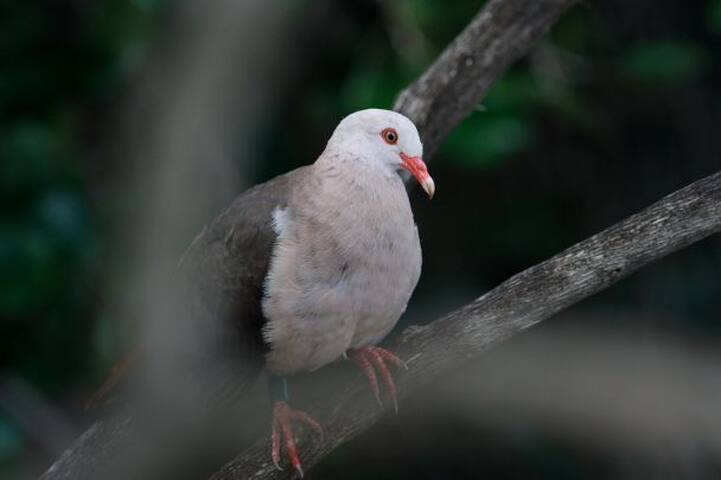 Sm Lodge - The Pink Pigeon