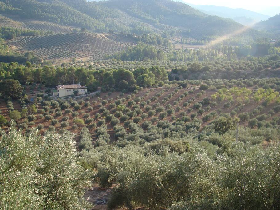 Parcela de 300 olivos Y 50 almendros Bio