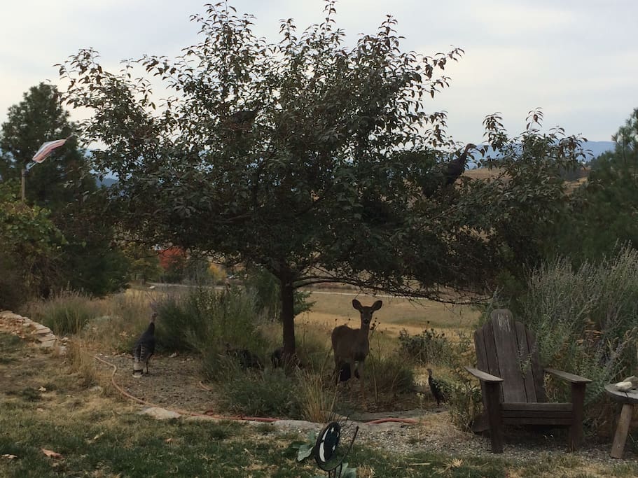 Deer and turkeys right outside your door!