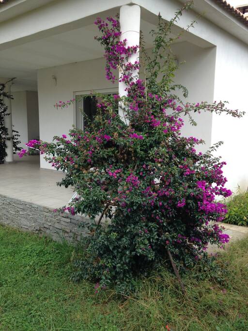 Jardin