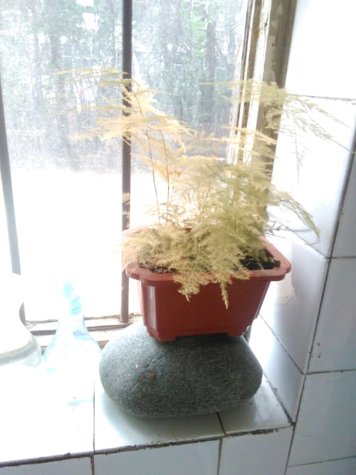 盆景