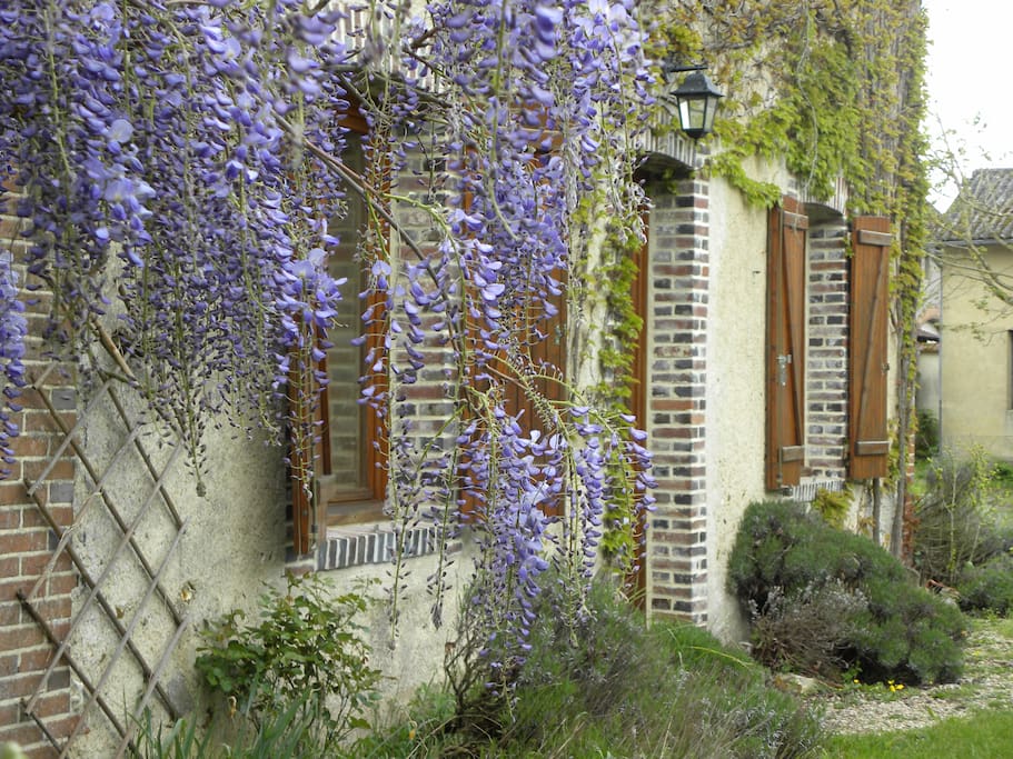 la glycine au printemps