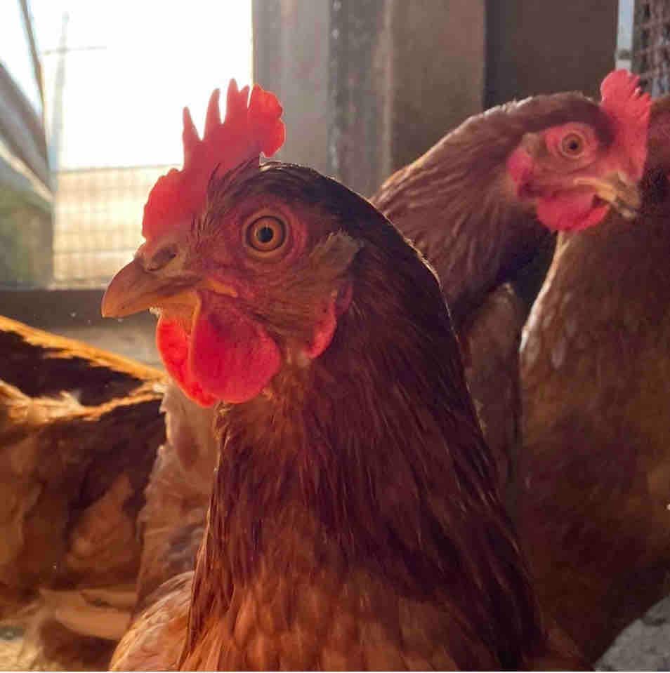 Two chickens are visible, displaying distinctive features such as vibrant red combs and wattles. They are positioned within a cozy enclosure, surrounded by soft bedding. Natural light filters through the nearby structure, illuminating their feathers.