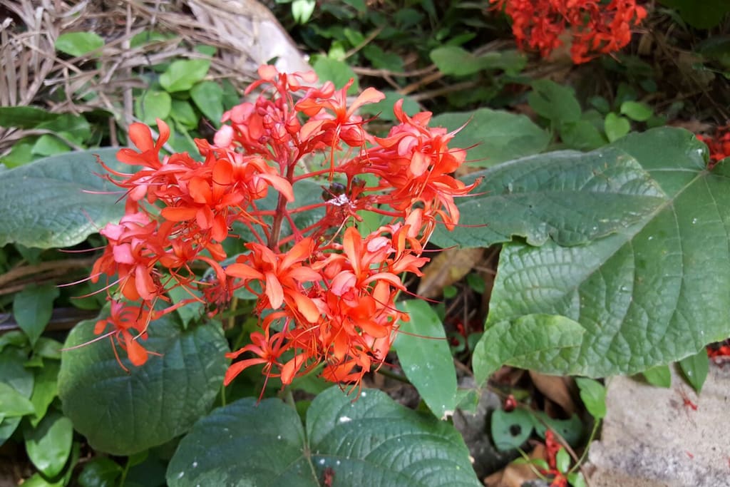 One of the gorgeous blooms in our large yard