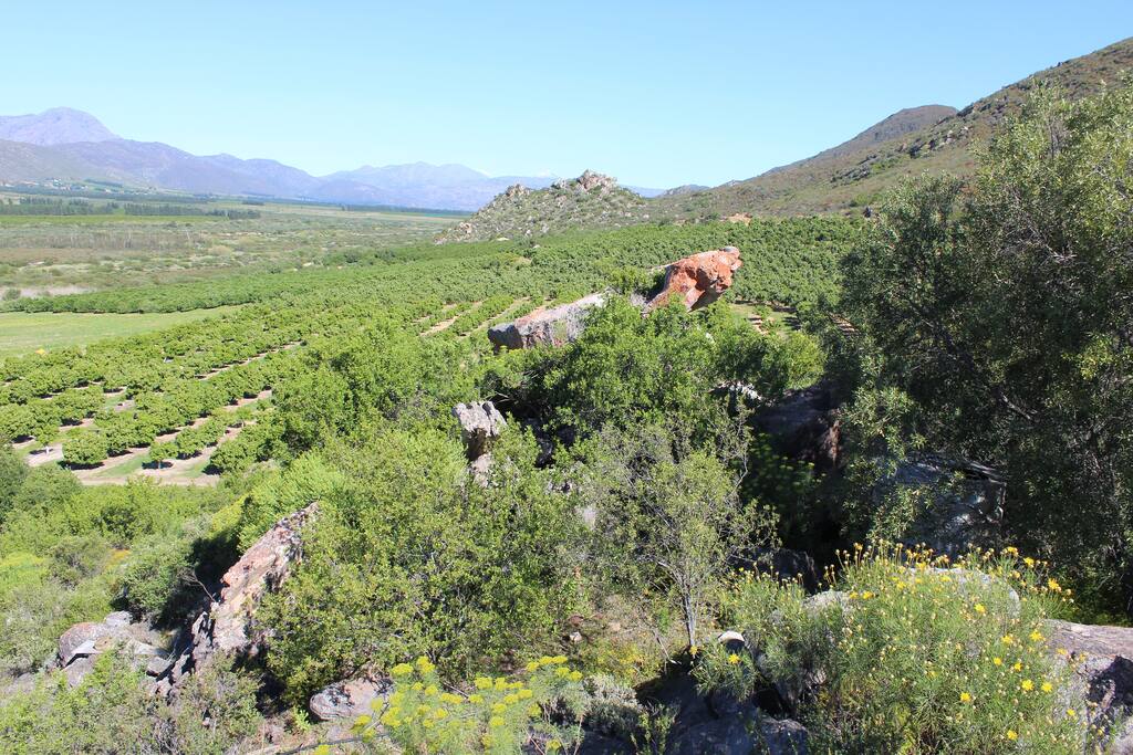 Citrus orchards with the Olifants valley in the background