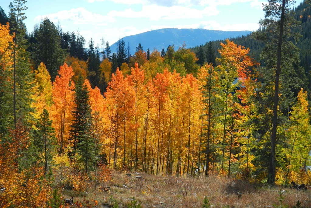 Barber Lake Rd Foliage