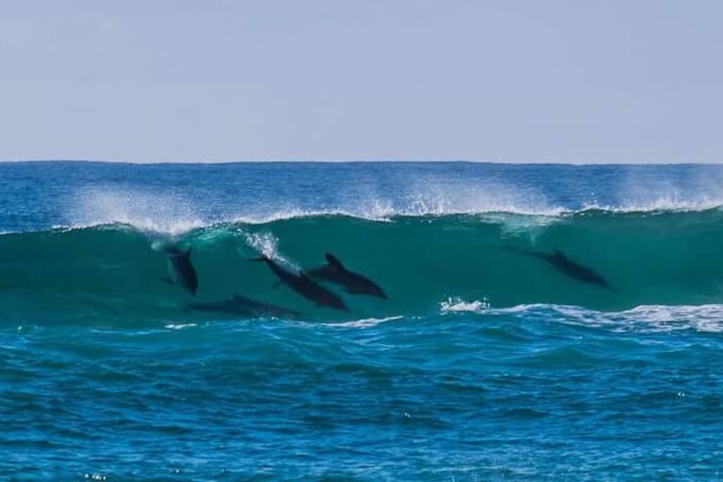 See dolphins while walking on the beach. Photo courtesy of a visiting friend in November 2017.