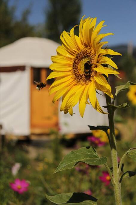 Garden full of Life!