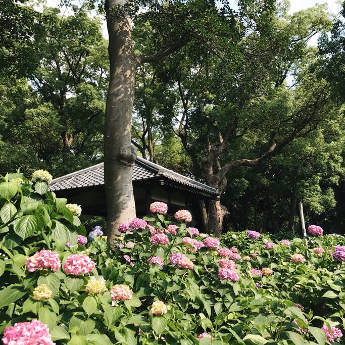 六月最京都 是藤森神社的紫阳花 日本旅游攻略 尽在airbnb爱彼迎 六月最京都 是藤森神社的紫阳花 日本旅游攻略 尽在airbnb爱彼迎