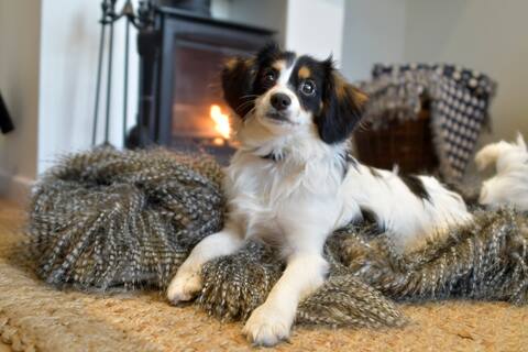 Popular Airbnb listing: Beautiful dog friendly home in Holt with parking in Holt