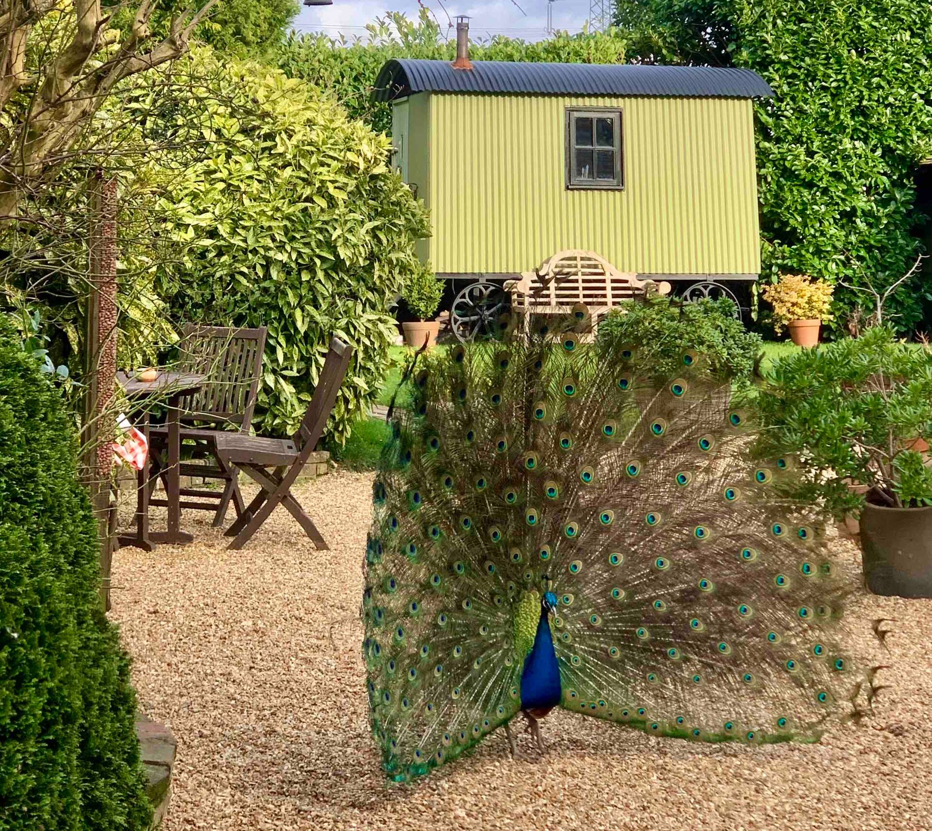 The Woodland Hut with Hot Tub Availability