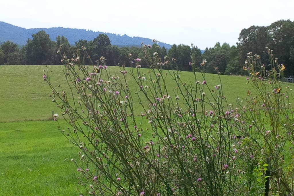 This fence row leading to the cabin is covered with monarch butterflies in the July timeframe. That is how the cabin got its name.