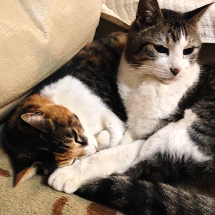 We welcome cat lovers.