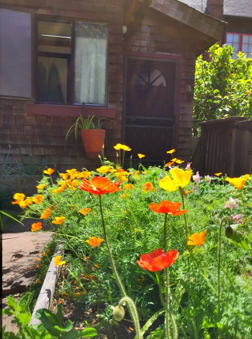 California poppies by the front door.