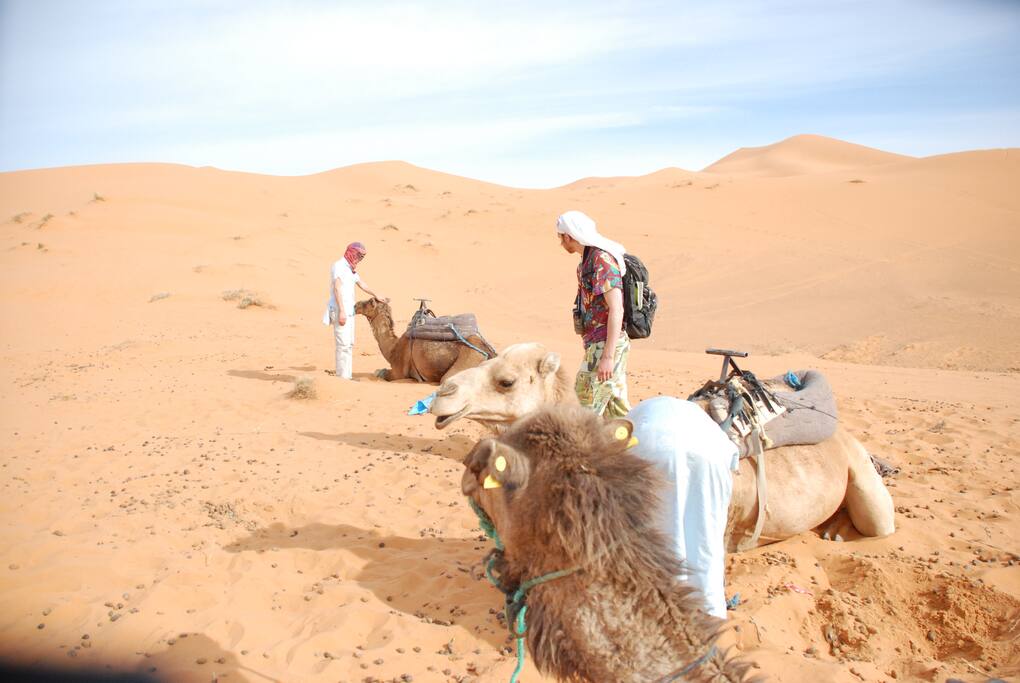 CAMEL PALCE