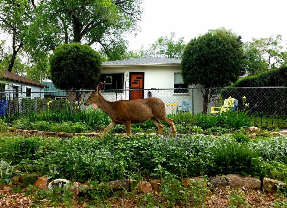 You might even see some deer hanging around out front!