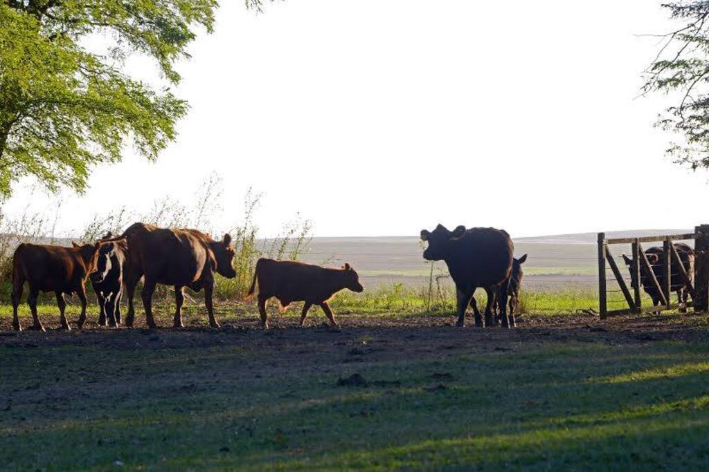 Actividades Agrícola Ganaderas