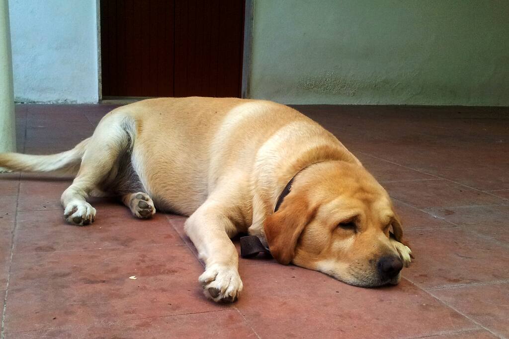 Paco!