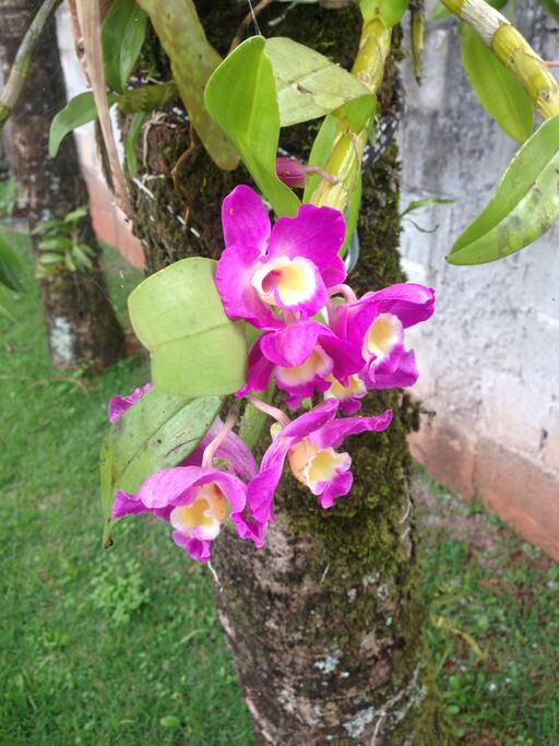 Várias Orquídeas no jardim