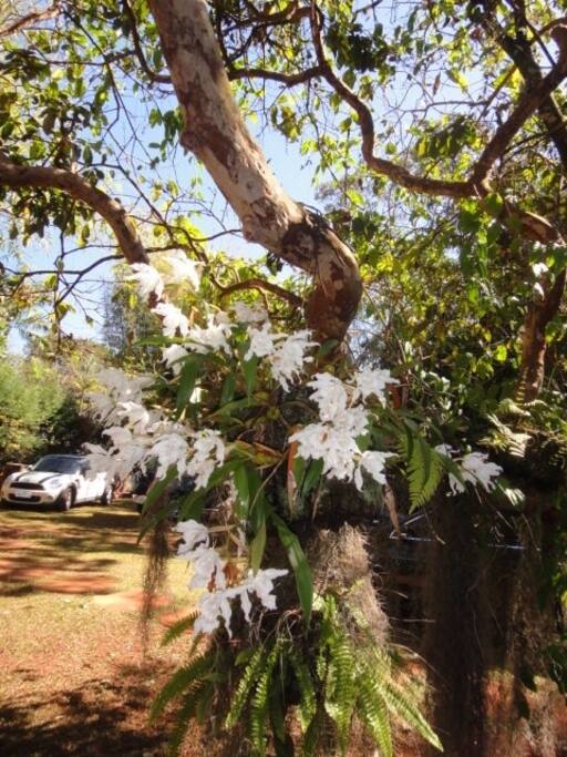 Orquideas
Orchids