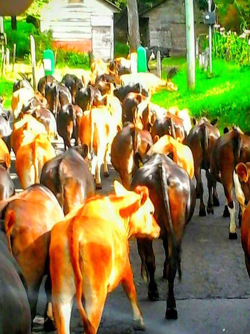 Camino a finca Pipillo