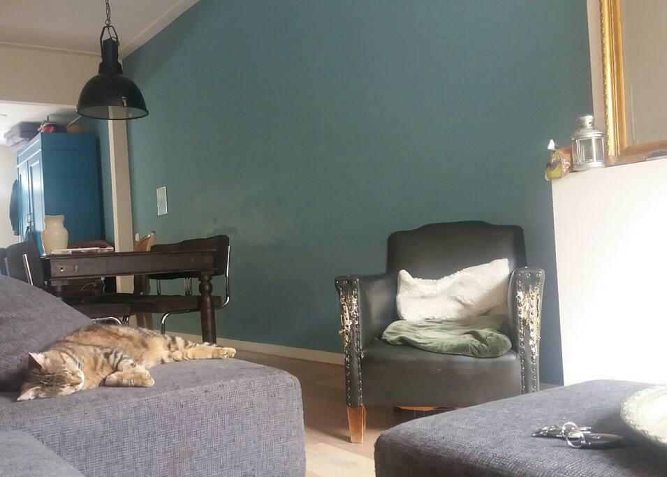 tv hoek met huispoes Mimi