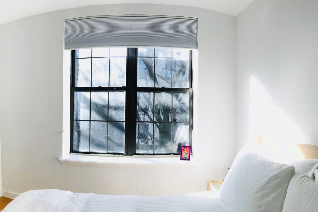 The larger of the two bedrooms looks out onto a quiet backyard with a beautiful large tree.