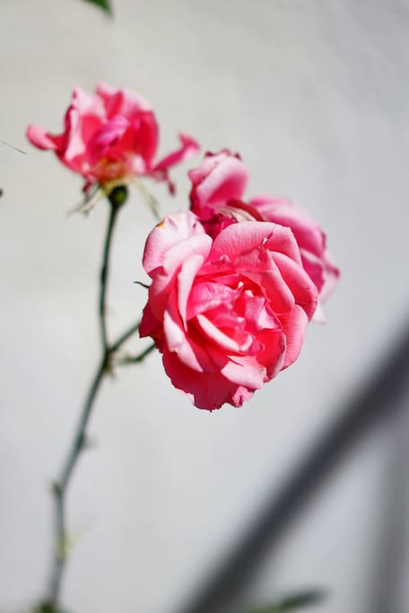 Detalle rosa.