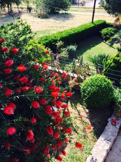 garden view