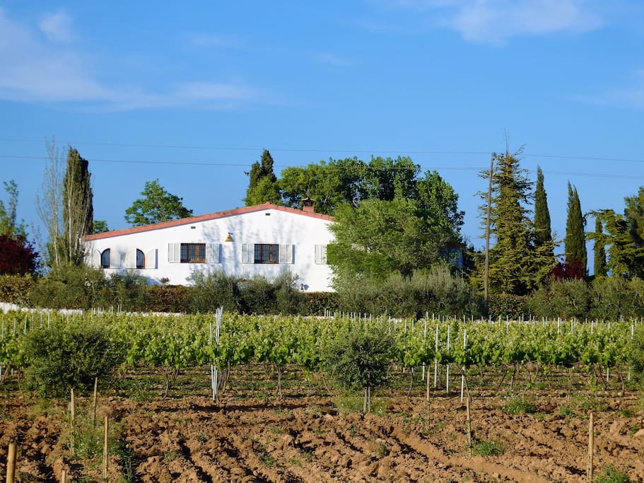 Mainhouse, vineyards and olive trees.
