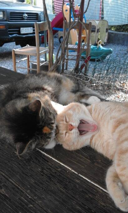 I nostri gatti