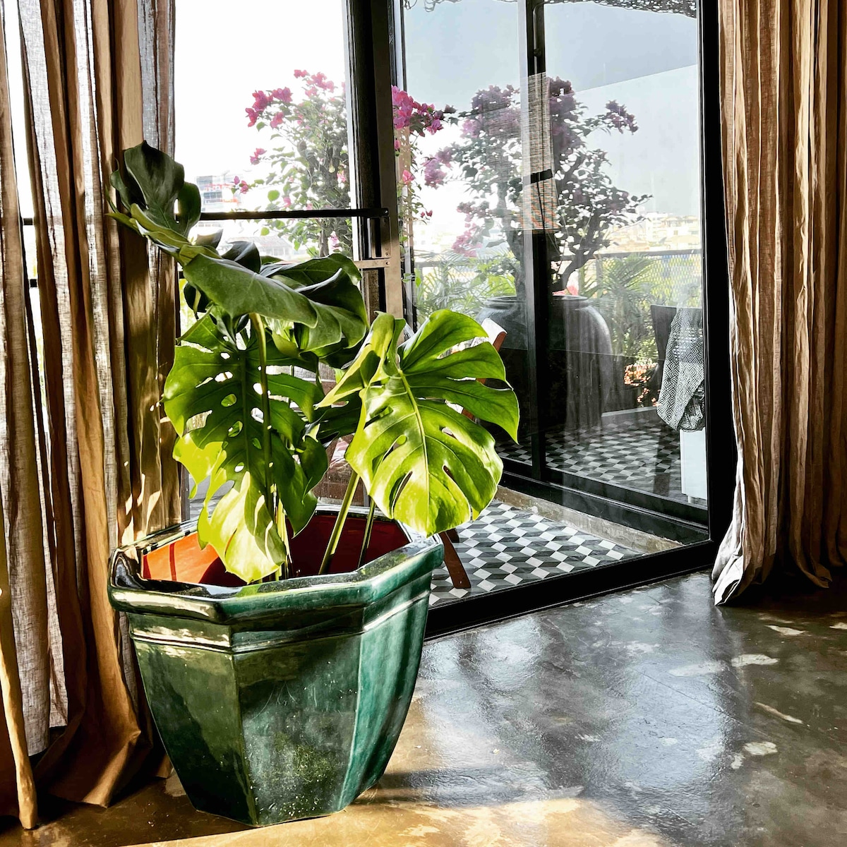 A large potted plant stands prominently indoors, featuring broad, glossy leaves. Light filters softly through the sheer curtains, illuminating the space. In the background, a balcony can be seen through sliding glass doors, offering a glimpse of outdoor greenery.
