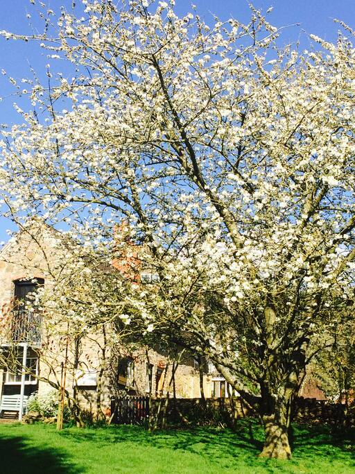 Spring Blossom in garden