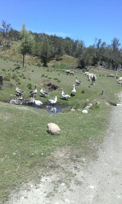 Esta chacra cuenta con variedad de animales de granj
